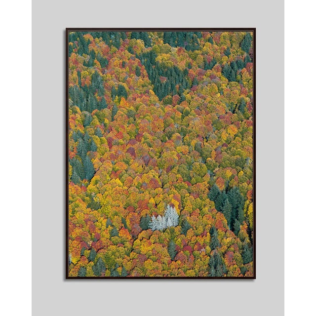 Contemporary "Bavarian_Forest_02" Size C Limited Edition Fine Art Photograph by Bernhard Lang For Sale - Image 3 of 9