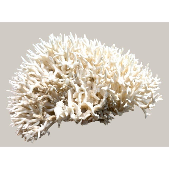 Shell Late 20th Century Large Natural White Branching Coral Reef Specimen Coastal Ocean Decor 9" For Sale - Image 7 of 7