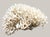 Shell Late 20th Century Large Natural White Branching Coral Reef Specimen Coastal Ocean Decor 9" For Sale - Image 7 of 7