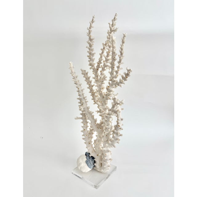 Exceptional Natural Octopus Coral on Acrylic Base For Sale - Image 4 of 8