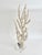 Exceptional Natural Octopus Coral on Acrylic Base For Sale - Image 4 of 8