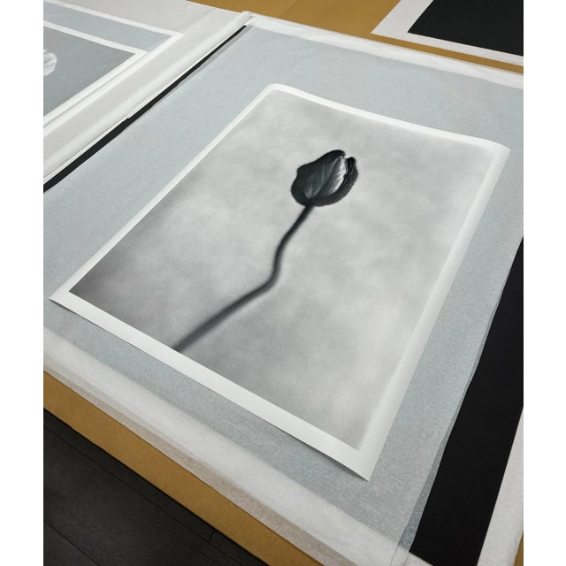 Poppy No.8 printed on archival Hahnemühle Photo Rag Baryta fine art paper, this limited edition piece measures 80x64 cm...