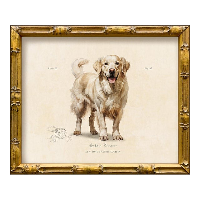 Reproduction Art Print of Vintage "World of Dogs" Illustration (Blonde Golden Retriever), Framed For Sale