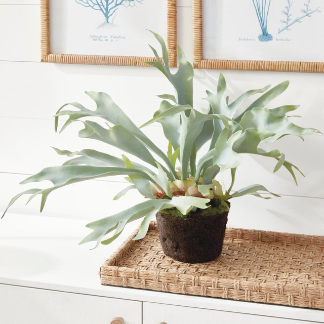 Contemporary Staghorn Fern Drop-In 21" For Sale - Image 3 of 7
