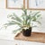 Contemporary Staghorn Fern Drop-In 21" For Sale - Image 3 of 7