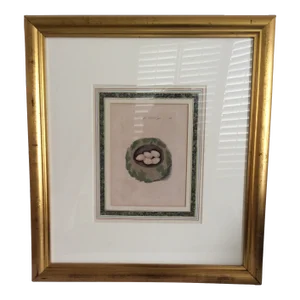 Framed Antique James Bolton Nest and Egg Print 1845