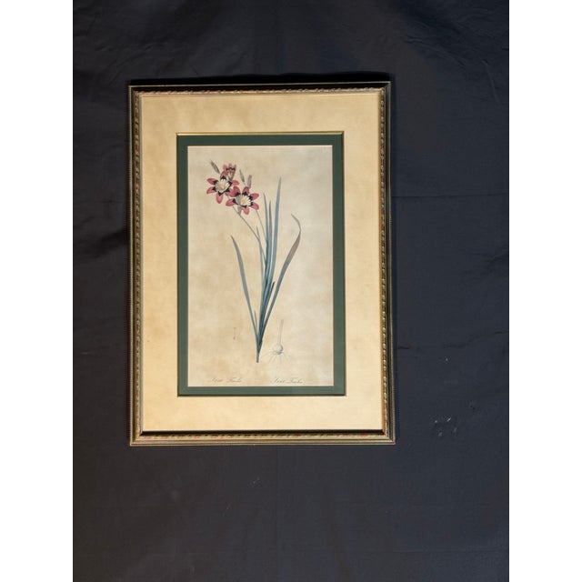 Vintage-Style Ixia Botanical Wall Art For Sale In Miami - Image 6 of 9