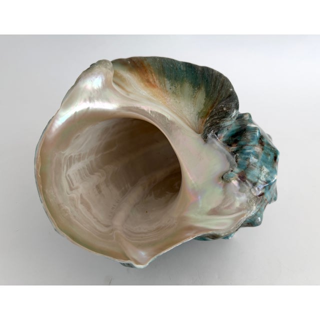 Giant Green Turbo Marmoratus Shell For Sale In Los Angeles - Image 6 of 8