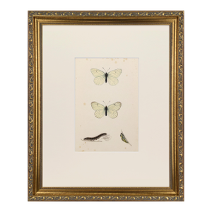19th Century Antique Morris Butterfly Print Hand Colored Lithograph 1853