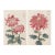 Pink Chrysanthemum Diptych, Vintage Japanese Botanical Art Print (Set of 2), 16" X 24" For Sale