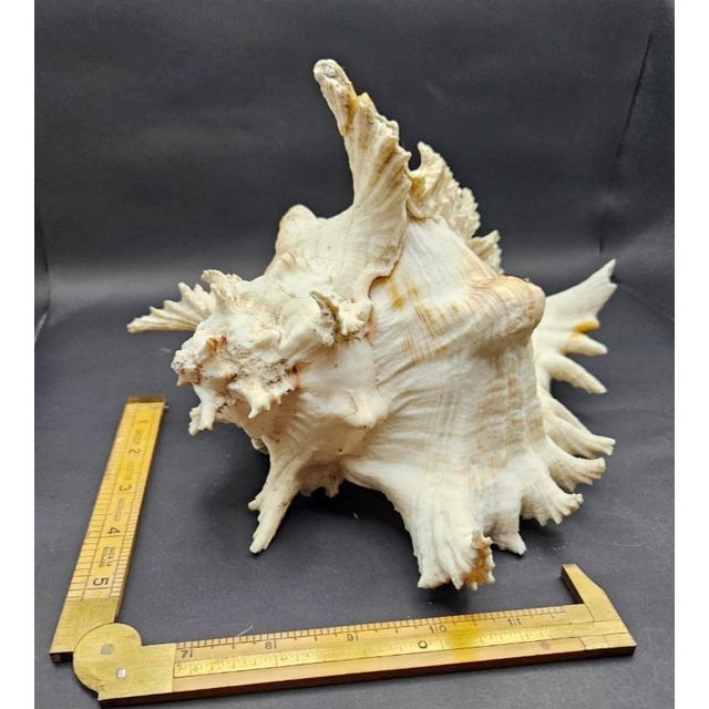Rustic Vintage South Pacific Australian Spiny White W Pink Conch Shell 9.5" X 8" X 7" For Sale - Image 3 of 12