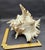 Rustic Vintage South Pacific Australian Spiny White W Pink Conch Shell 9.5" X 8" X 7" For Sale - Image 3 of 12
