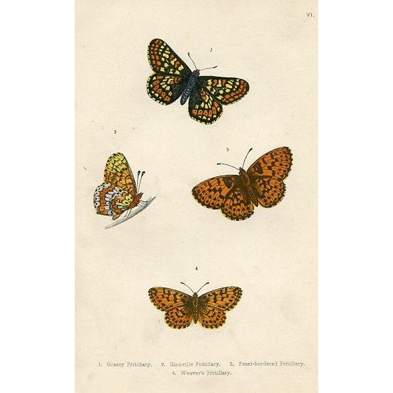 Set of 6 original antique Butterfly prints published in England in the 1870s. Each print is a hand colored engraving and...