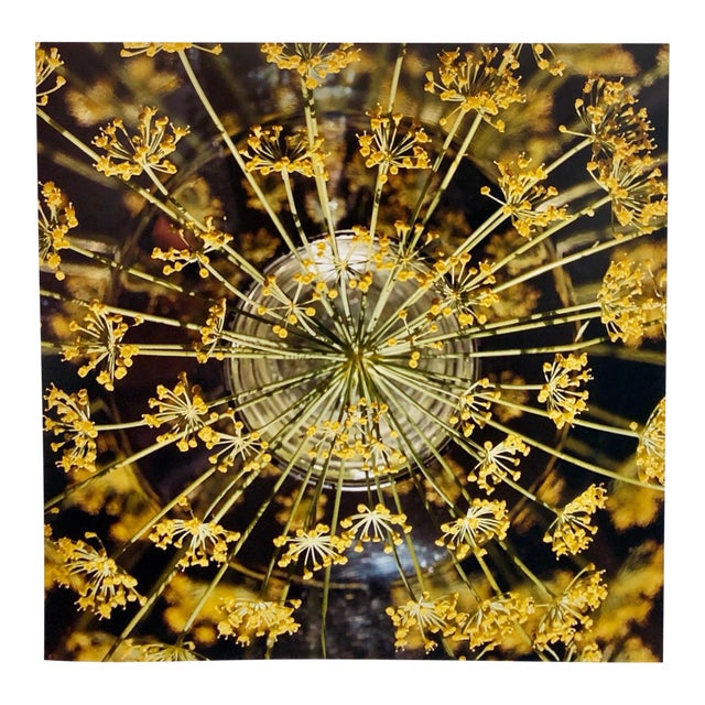 Peter C. Jones 1, Fresh Dill Large Format Photo 24X20 Color Photograph Beach House RI, 2004 For Sale