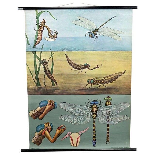 Blue Vintage Mural Blue Dragonfly Poster by Jung Koch Quentell, 1970s For Sale - Image 8 of 8