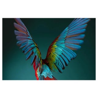 Tim Platt, Macaw #3, 2013, Archival Pigment Print For Sale