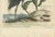 Seligmann, American Crested Bittern, 1800s, Paper For Sale - Image 5 of 6