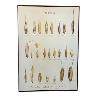 Vintage Botanical Danish Seed Catalog Lithograph Poster No. 2, New Old Stock For Sale