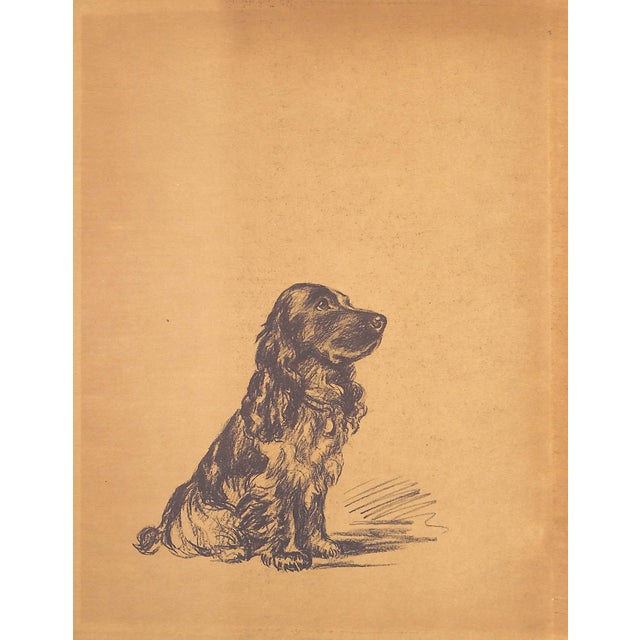 "Dogs Rough and Smooth" Book 1973 Dawson, Lucy For Sale In New York - Image 6 of 12