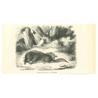 Paul Gervais, Star-Nosed Mole, Original Lithograph, 1854 For Sale