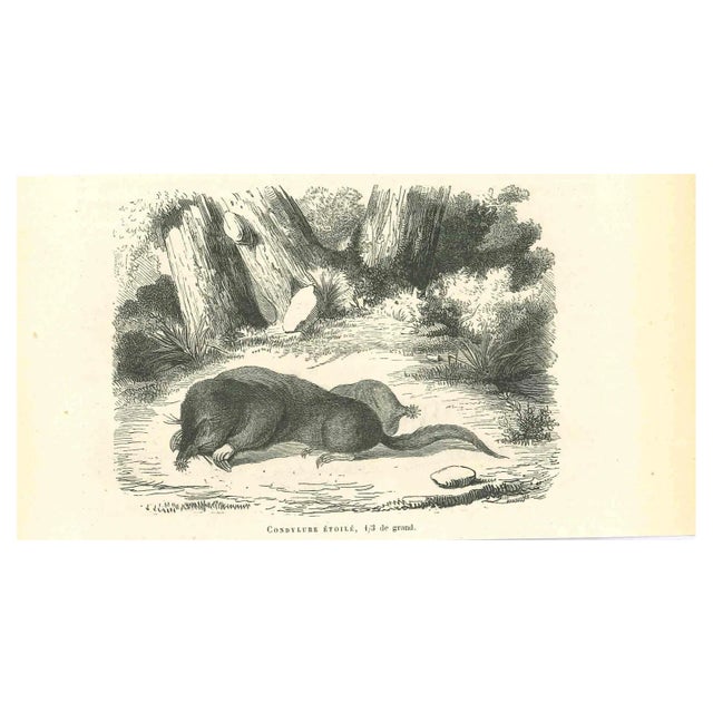 Paul Gervais, Star-Nosed Mole, Original Lithograph, 1854 For Sale