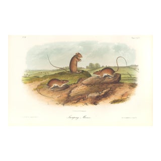 1851 Audubon Quadruped Octavo Lithograph "Plate 85 Jumping Mouse" For Sale