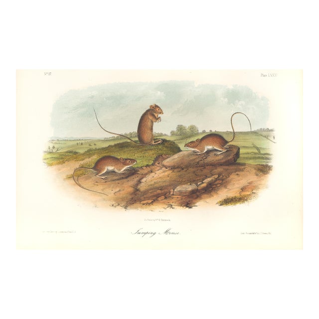 1851 Audubon Quadruped Octavo Lithograph "Plate 85 Jumping Mouse" For Sale