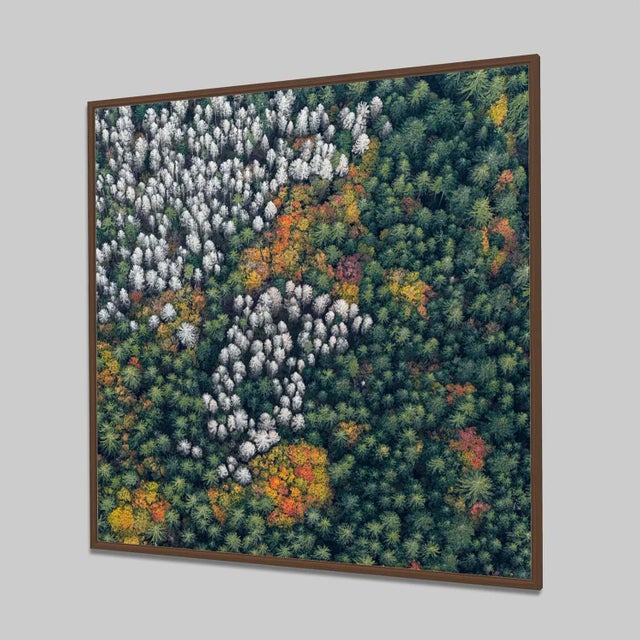 "Bavarian_Forest_014" Size C Limited Edition Fine Art Photograph by Bernhard Lang For Sale - Image 4 of 7