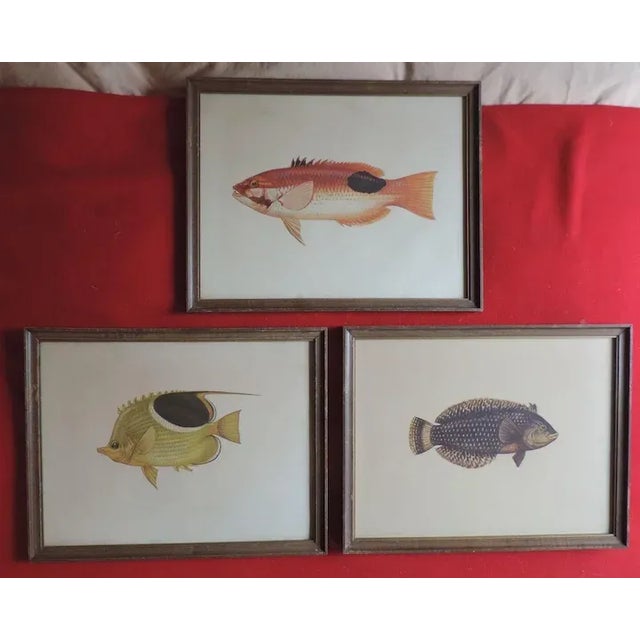 Contemporary 19th Century Framed Natural History Fish Prints by Cuvier & Valenciennes with Vanderbilt Provenance - Set of 3 For Sale - Image 3 of 11