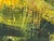 Tall Riverside Pine Trees in the English Countryside with dappled light & water 2009 For Sale - Image 6 of 16