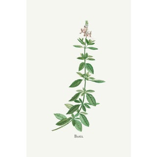 Basil Herb by Redouté, Vintage Botanical Art Print, 40" X 60" For Sale