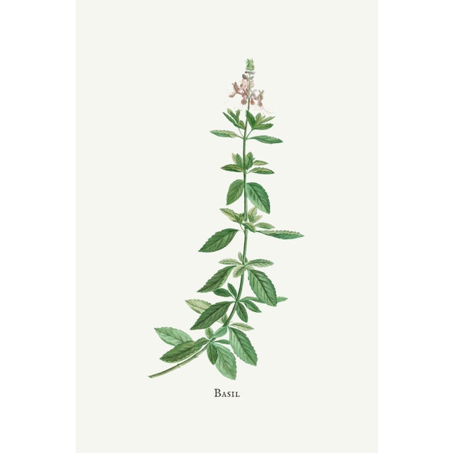Basil Herb by Redouté, Vintage Botanical Art Print, 40" X 60" For Sale