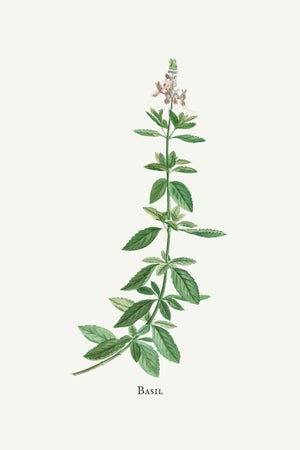 Basil Herb by Redouté, Vintage Botanical Art Print, 40" X 60"