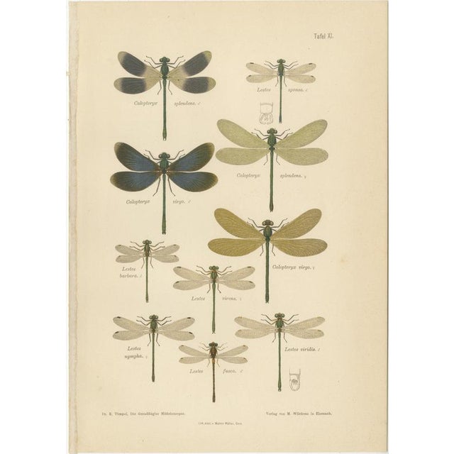 Richard Tümpel, Calopteryx & Lestes Damselfly from Die Geradflügler, 1908, Lithograph For Sale - Image 3 of 10