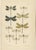 Richard Tümpel, Calopteryx & Lestes Damselfly from Die Geradflügler, 1908, Lithograph For Sale - Image 3 of 10
