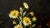 Mid 20th Century "Yellow Daises" - Watercolor on Illustration Board by Olga Degles For Sale - Image 5 of 9