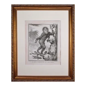 18th Century Original French Orangutan Monkey Engraving by Buffon 1789