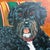 Pair of Large Original Oil Portraits of a Portuguese Water Dog on a Striped Bergère For Sale - Image 9 of 15