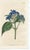 Original early-1800s hand-colored botanical print published in "Curtis's Botanical Magazine", the oldest and longest...