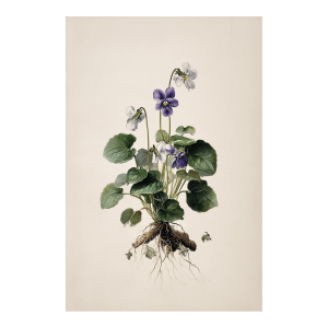 8" X 12" 'Viola Tricolor' - Botanical Herbarium Watercolor & Pencil Flower Print