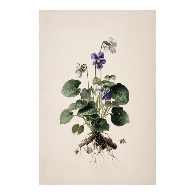 Botanical Study of Wild Pansy With Root System – Fine Art Print For Sale