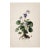 Botanical Study of Wild Pansy With Root System – Fine Art Print For Sale