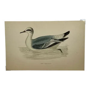 Antique Hand Colored Bird Print From England Showcasing a Grey Phalarope - Circa 1880