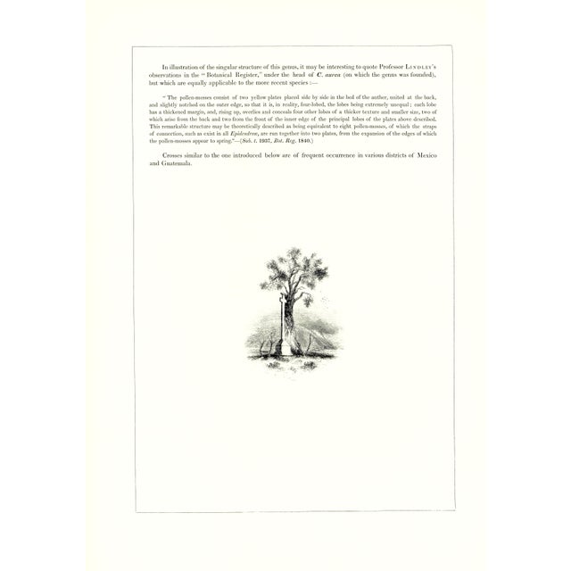 1970s Large 1973 Orchid Flower Lithograph "Chysis Laevis" (Smooth-Lipped Chysis) After James Bateman For Sale - Image 5 of 7
