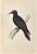 Black Woodpecker is a modern artwork realized in 1870 by the British artist Alexander Francis Lydon (1836-1917) . Woodcut...
