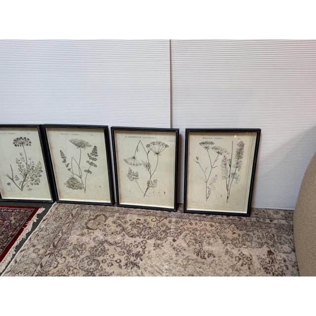 White Napa Home & Garden Wildflower Study Art Prints, Set of Six For Sale - Image 8 of 12