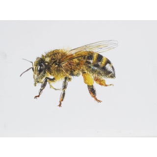 Juris Utans, Bee at Rest III, 2021, Mixed Media and Paper For Sale