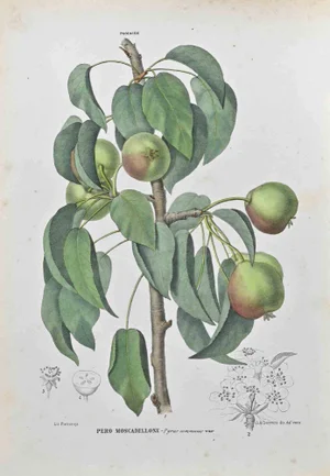 Vincenzo Tenore, The Pome Fruits, Lithograph, 1870s