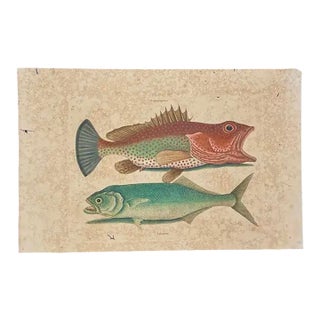 Mark Catesby Engraving, "Red Hind and Skipjack Tuna" For Sale