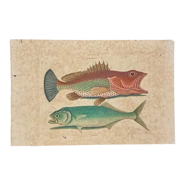 Mark Catesby Engraving, "Red Hind and Skipjack Tuna" For Sale